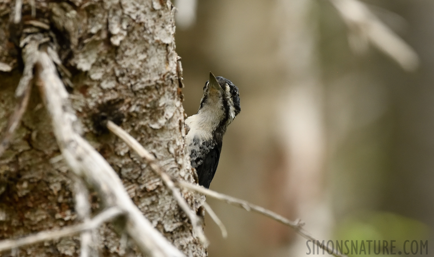 Picoides arcticus [400 mm, 1/800 Sek. bei f / 7.1, ISO 2500]